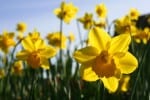 Georgia Daffodils