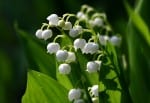 Georgia Lily Of The Valley