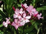 Georgia Oleander