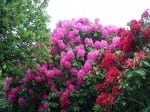 Georgia Rhododendrons